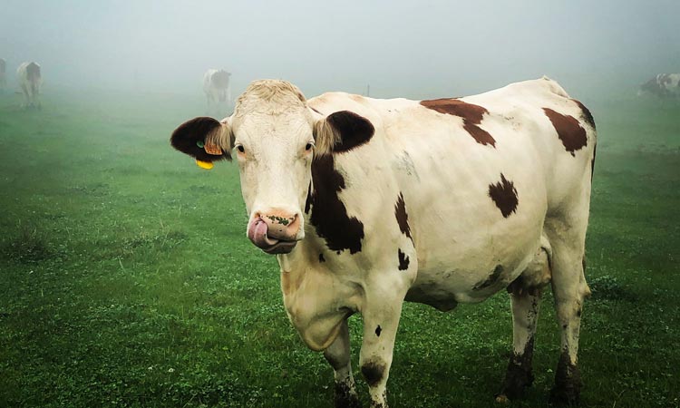 La Ferme du Bouret